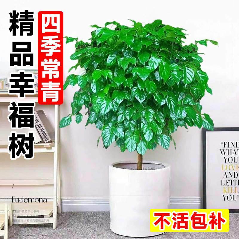 幸福树盆栽室内客厅新家吸甲醛净化空气大绿植办公室四季常青植物