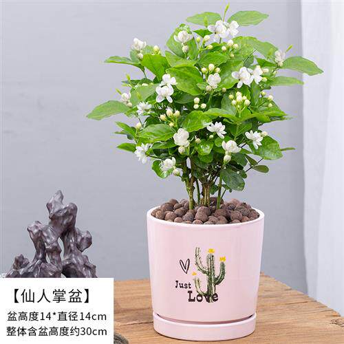 茉莉花盆栽重瓣开花浓香四季好养室内阳台庭院驱蚊防蚊观花卉绿植