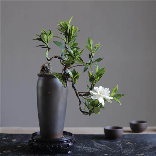 栀子花飘枝悬崖造型盆景栽室内客厅书房四季花卉绿植阳台浓香老桩