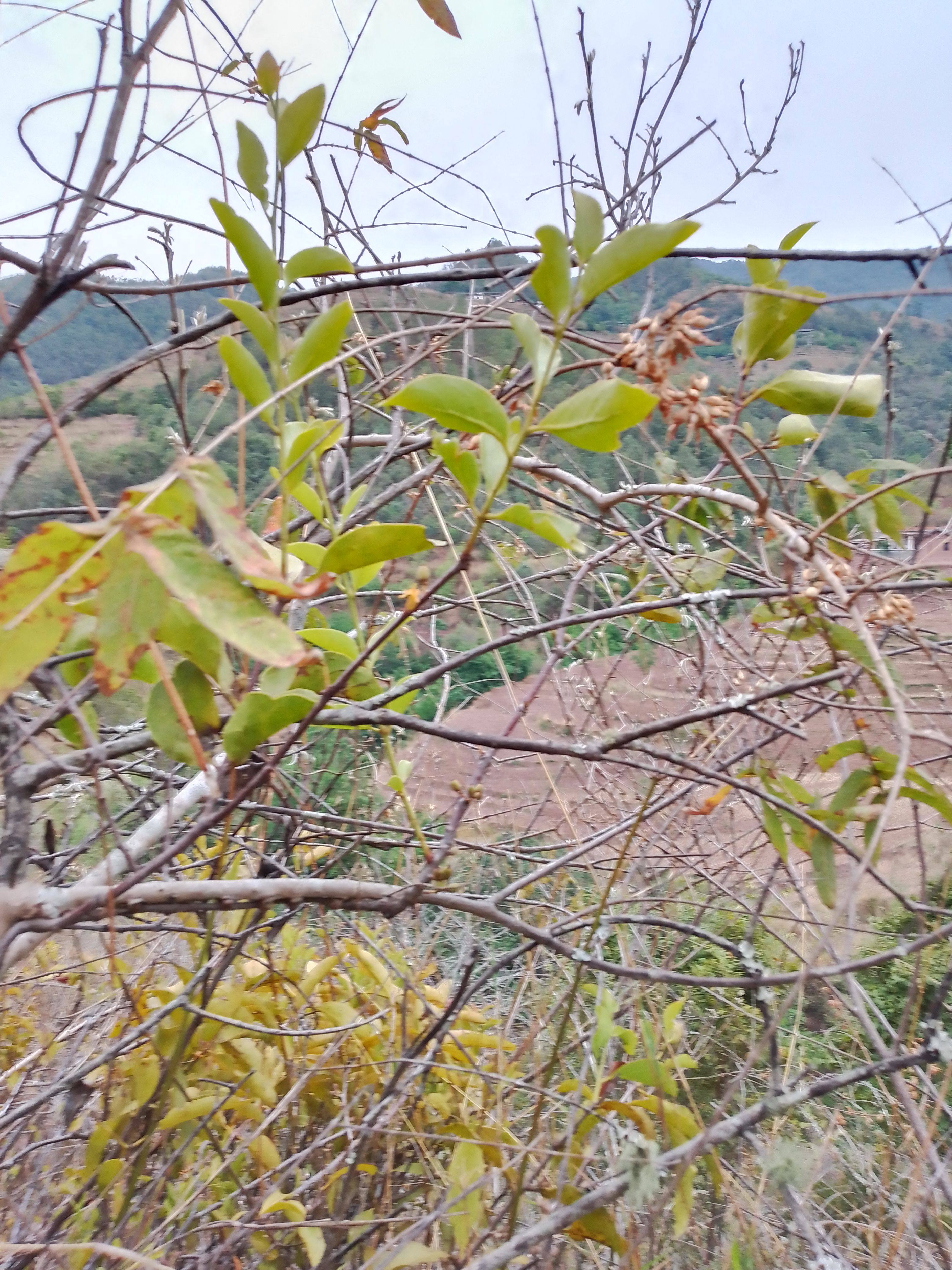 新鲜虾子花树 寄生草 破血药 药用食用正宗开胃清热