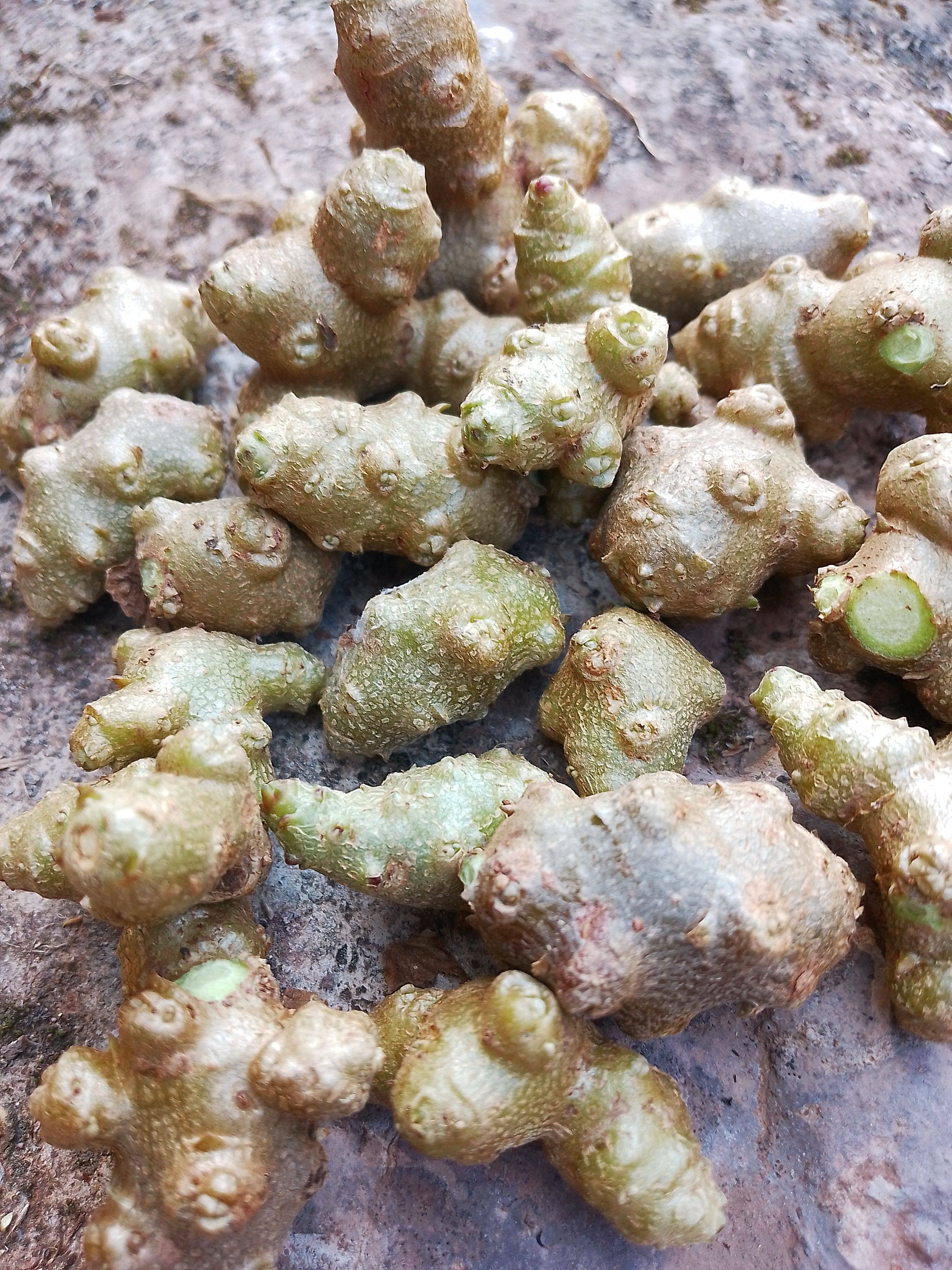 云南藤三七植物苗盆栽食用药用田七种苗根茎