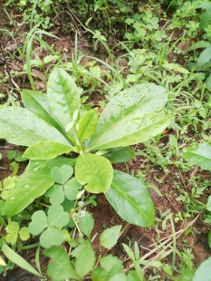 野生土人参苗飞来参申时花栌兰煮饭花懒人瓦参现挖新鲜根苗易种植