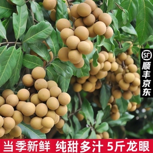 顺丰京东包邮新鲜海南龙眼3/5斤储良石硖桂圆新鲜不泡水现摘现发