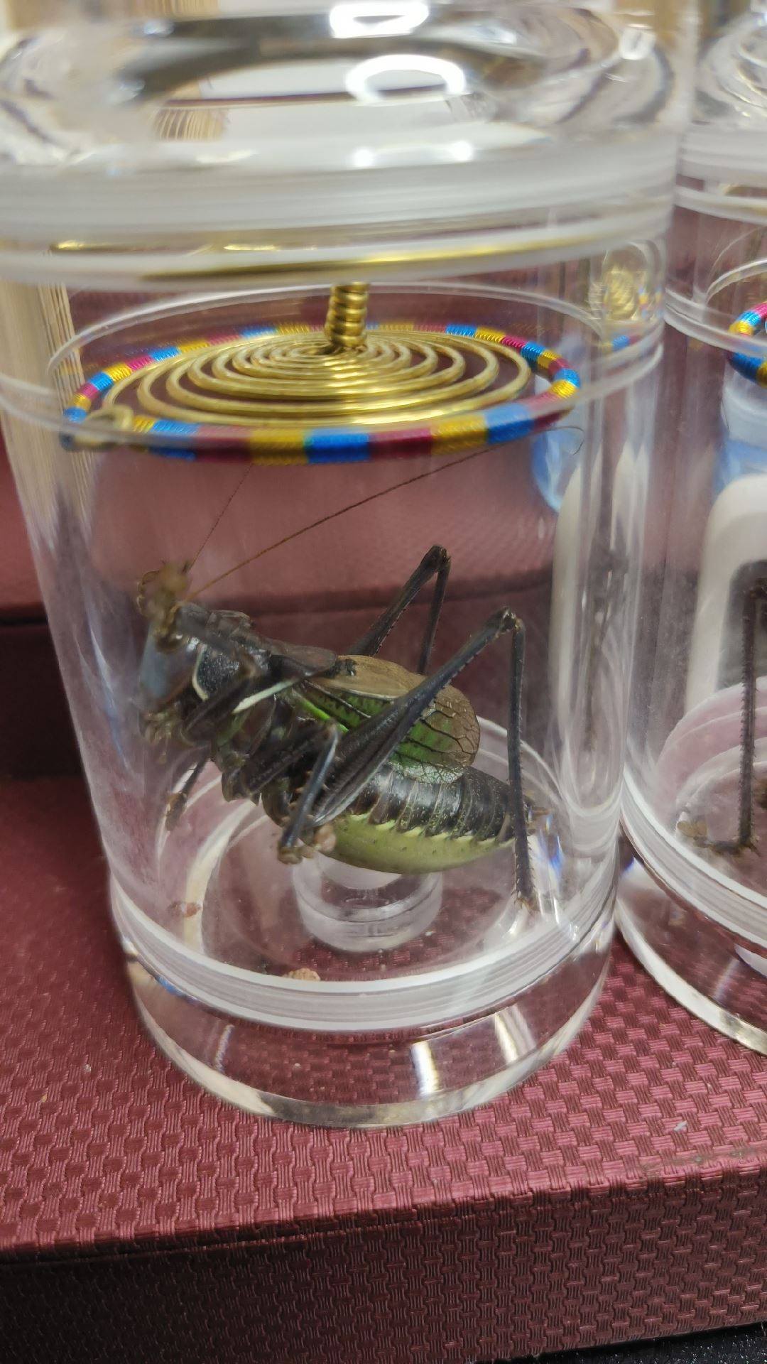 蝈蝈活虫蝈蝈新脱活虫铁皮叫绿蝈蝈斗金山大肚子山青草白冬蝈蝈优