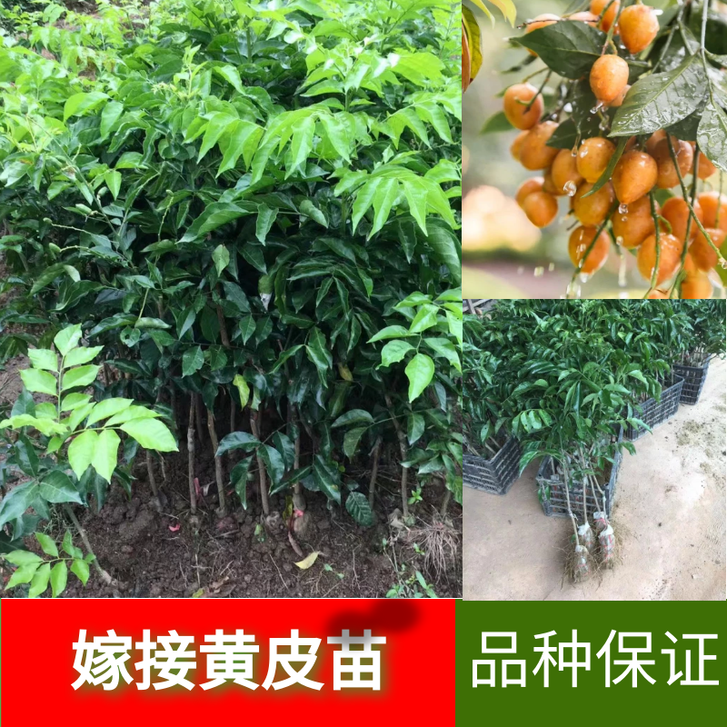 优质黄皮果树嫁接苗大果鸡心无核带泥带叶庭院盆栽地栽南方常绿苗