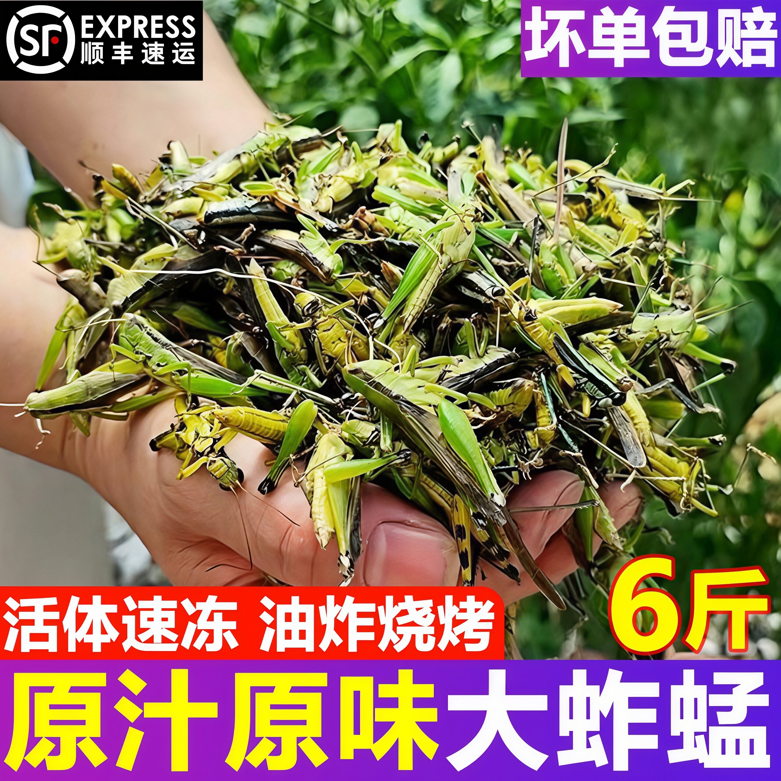 蚂蚱新鲜活速冻蝗虫活体公母蚂蚱昆虫美食飞蝗6斤油炸烧烤批发