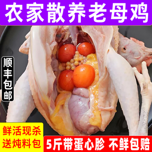 正宗新鲜老母鸡散养农家下蛋鸡走地鸡土鸡肉炖汤黄油老母鸡一整只