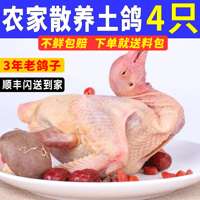 鸽子新鲜现杀乳鸽生鲜肉鸽鸽子土鸽子农家散养原粮喂养老鸽子炖汤