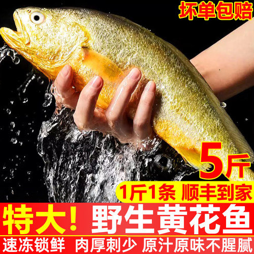特大黄花鱼冰鲜真空整箱