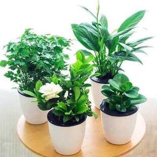 Green plant ornaments small potted plants real flowers