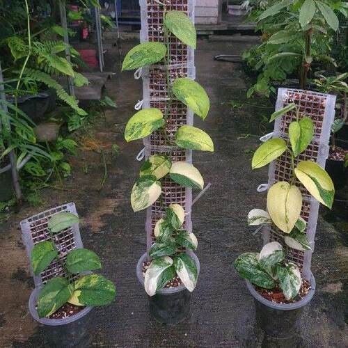 Moss Pole Plant Support Plastic Support Hollow Moss Pole
