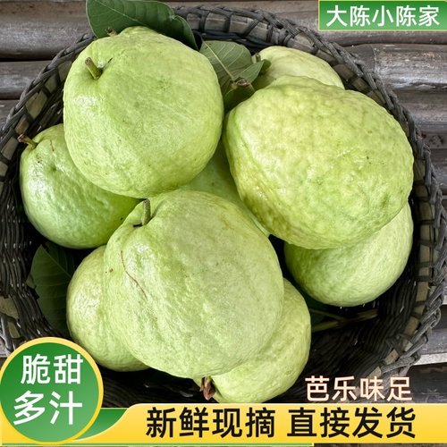 芭乐番石榴果大超新鲜，脆甜爽口