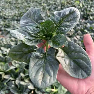 【地头价】河南趴地菠菜露天矮杆霜冻小菠菜新鲜红根菠菜3斤5斤