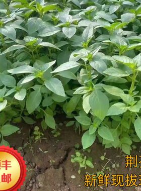 河南山东安徽大叶荆芥菜苗现发