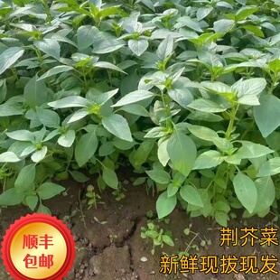 河南山东安徽大叶荆芥苗荆芥菜新鲜调味青菜鲜嫩家乡味道现拔发货