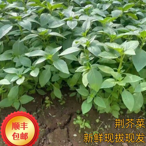 河南山东安徽大叶荆芥菜苗现发