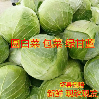 产地直销新鲜蔬菜甘蓝包心菜卷心菜包菜扁包菜新鲜5斤食用农产品