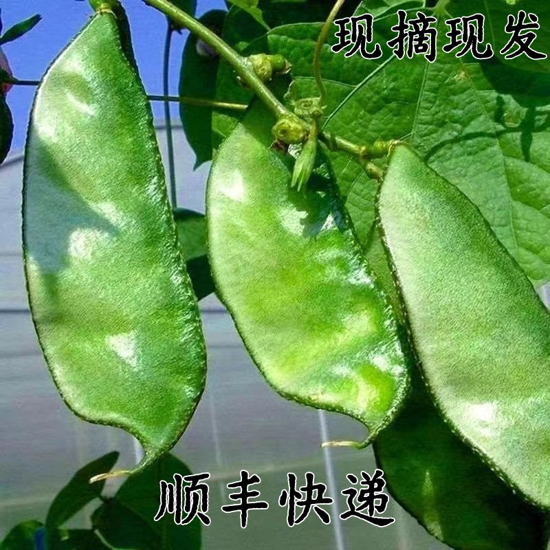 【顺丰发货】现摘大肉绿眉豆猪耳朵扁豆菜园新鲜蔬菜四季豆梅豆角