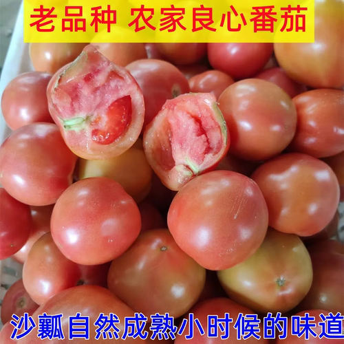 自然熟沙瓤老品种西红柿3-5斤