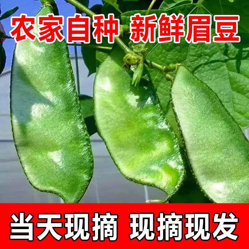河南露天新鲜绿扁豆角老品种