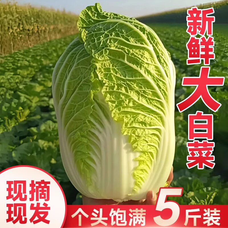 河南黄心大白菜新鲜腌酸菜农家自