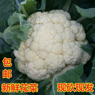 新鲜现摘白花菜5斤装老品种花菜农家露天非青梗松花菜花椰菜时令