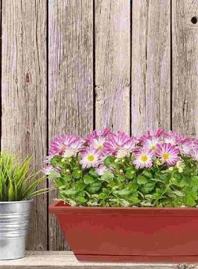 6 Pcs Planter Flower Pots Indoor Garden Bonsai Holder