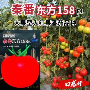 秦番东方158番茄种子大红果番茄西红柿种子大果型口感好大红番茄