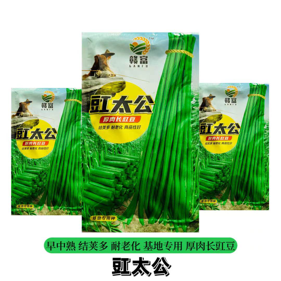 赣富豇太公豆角种子厚肉
