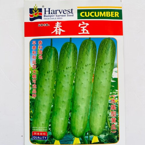 阿维斯特春宝黄瓜种子早