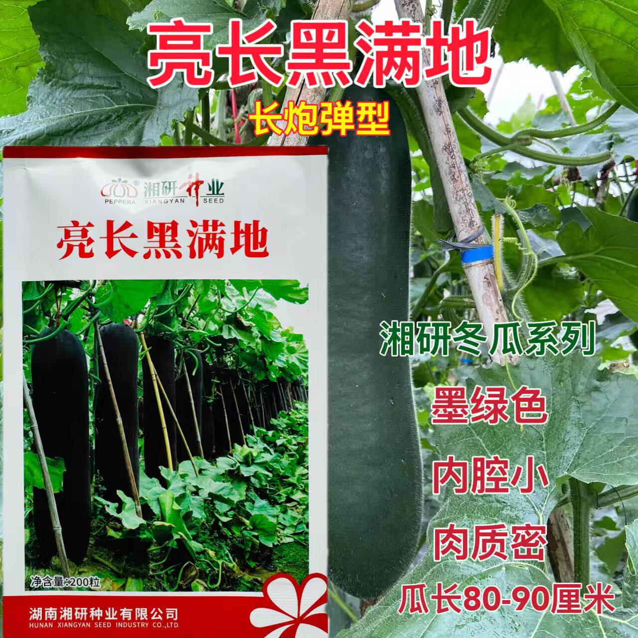 亮长黑满地黑皮大冬瓜种子长炮弹型冬瓜种子肉厚高产内腔小肉质密
