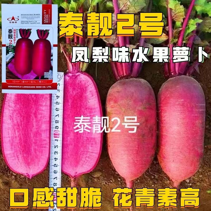 泰靓2号凤梨味水果萝卜种子 耐抽苔口感脆甜大田基地种植高产抗病