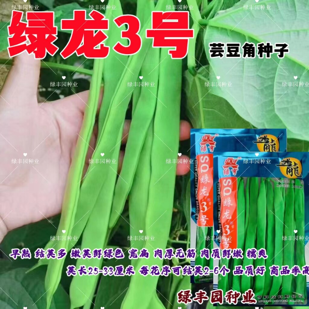 绿龙3号芸豆宽扁高产抗病早熟图片