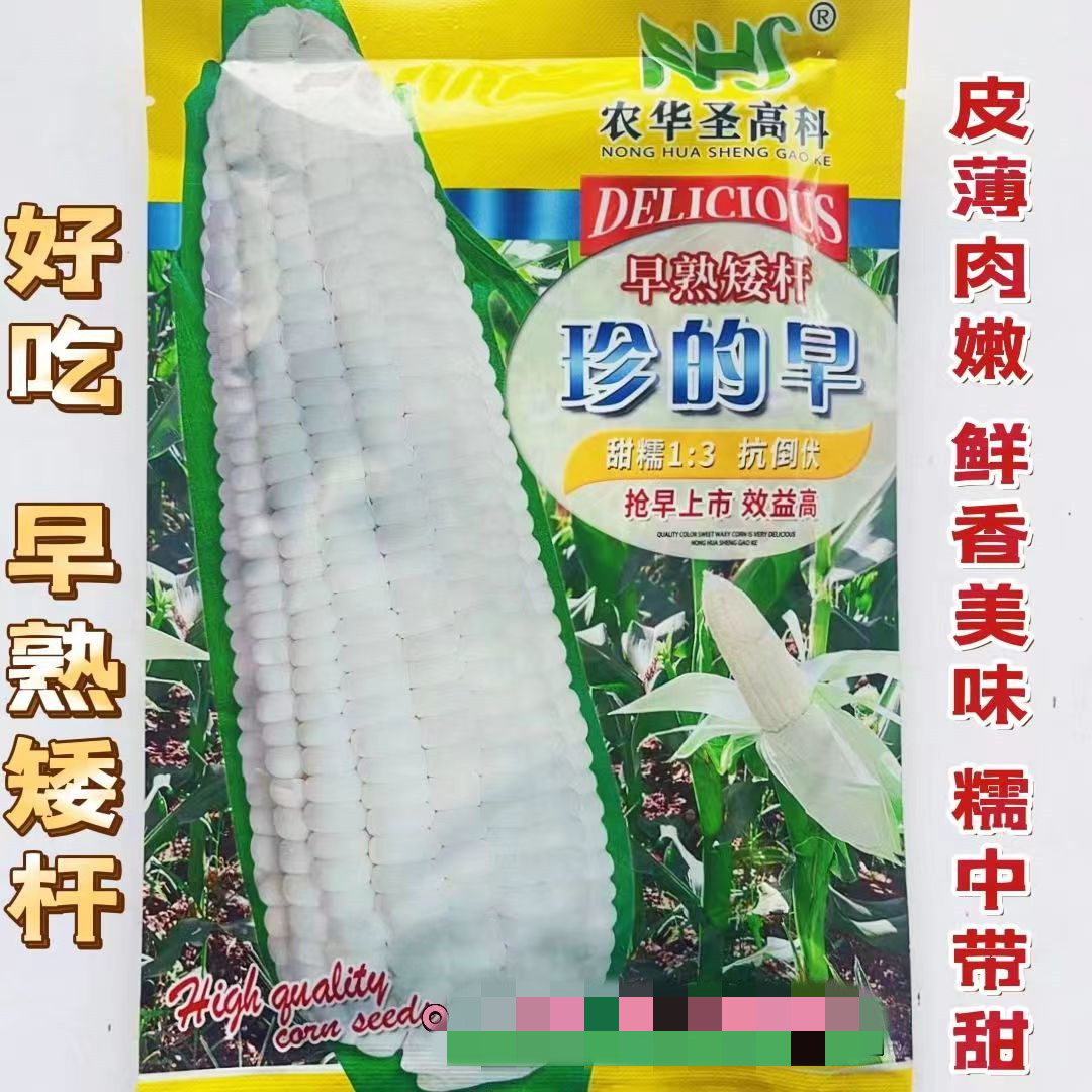 珍的早玉米种子早熟矮杆白甜糯皮薄肉嫩甜糯清香大棒高产玉米种子