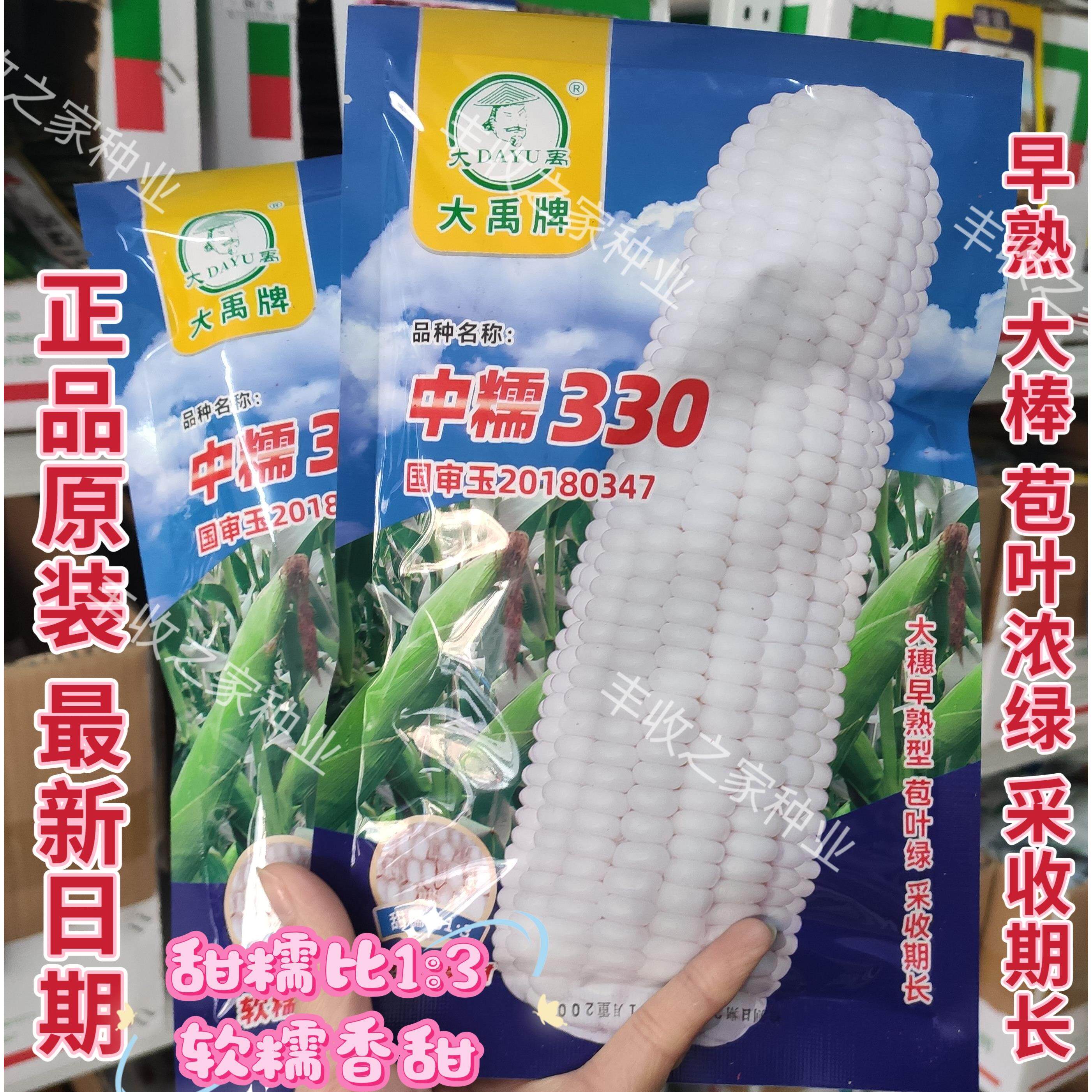 早熟白甜糯玉米种子中糯330 高产大棒采收期长甜糯鲜食白糯玉米籽