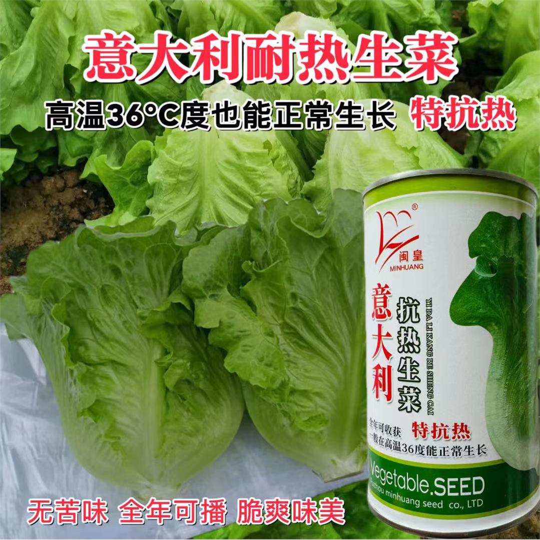 意大利抗热生菜种子耐抽