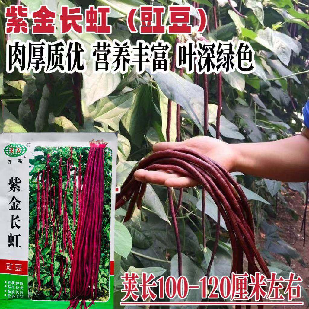 紫金长虹豇豆种子紫红长荚高产耐老抗病农家春秋季紫色长豇豆种籽