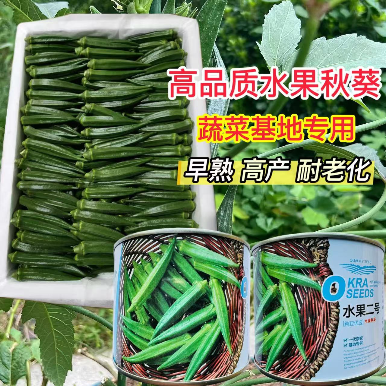 水果二号黄秋葵种子基地