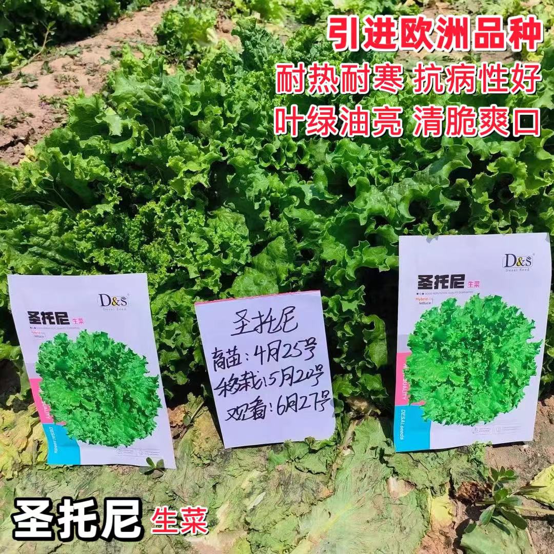 圣托尼生菜抗寒耐热耐抽苔抗病