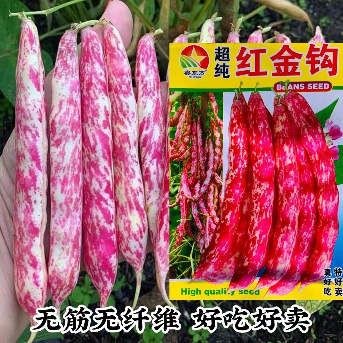 超纯红金钩豆角种子无筋无纤维油豆角种子东北红金勾油豆种面豆角