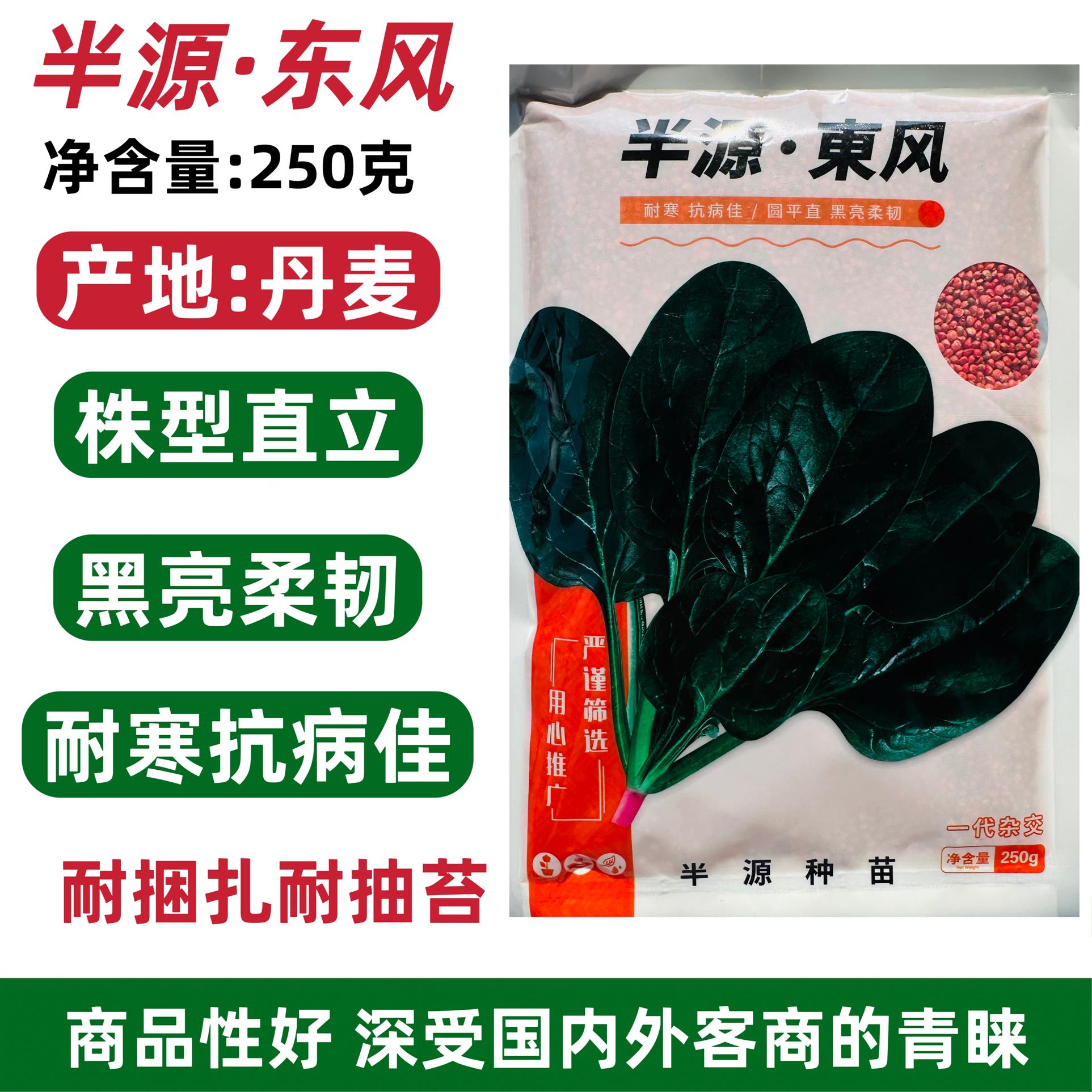 半源东风菠菜种子丹麦耐抽苔黑绿叶菠菜种子半圆叶菠菜籽耐寒耐热