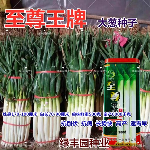 至尊王牌三系大葱种抗寒耐热抗倒