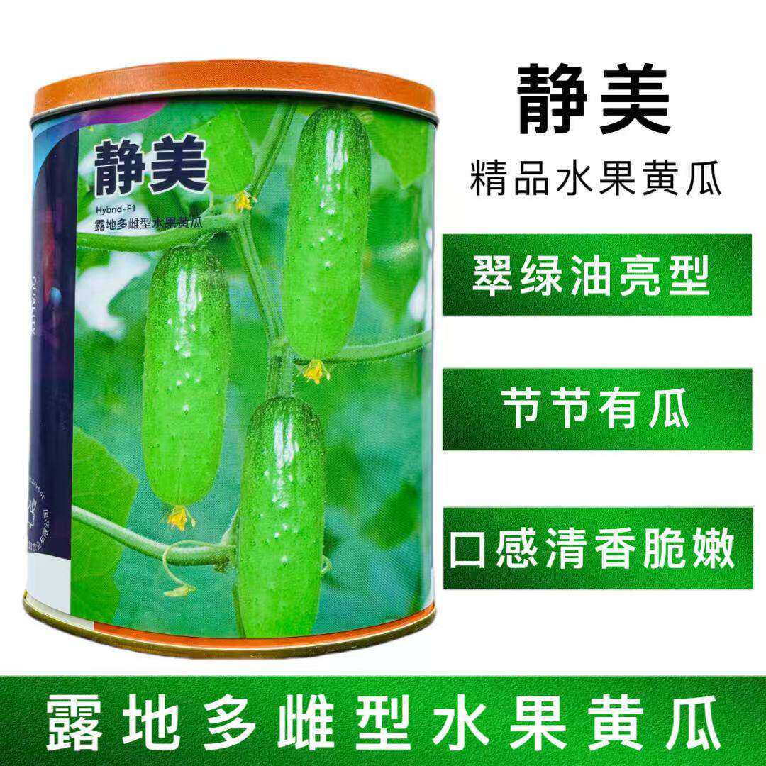 静美水果黄瓜种子中早熟油亮型强雌大刺瘤抗病高产耐低温大田种孑