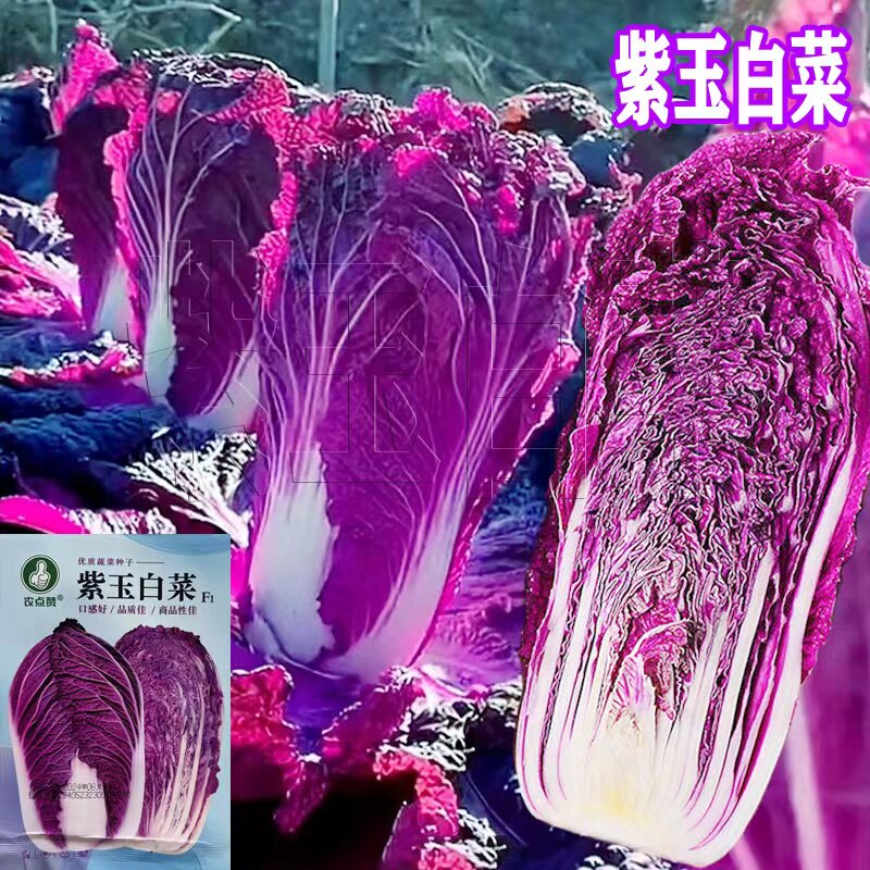 紫玉白菜种子紫色大籽秋