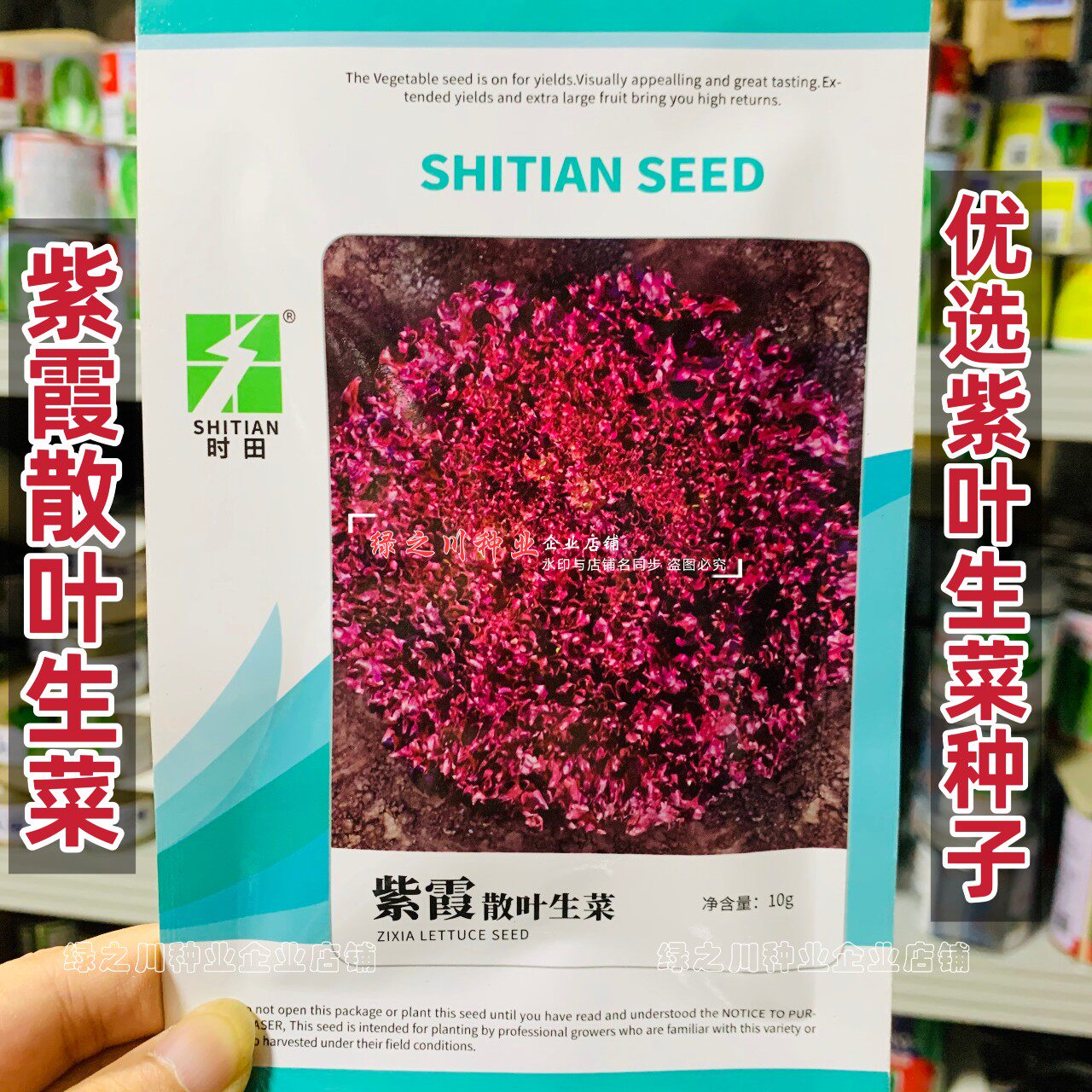 紫叶生菜种子沙拉紫色籽
