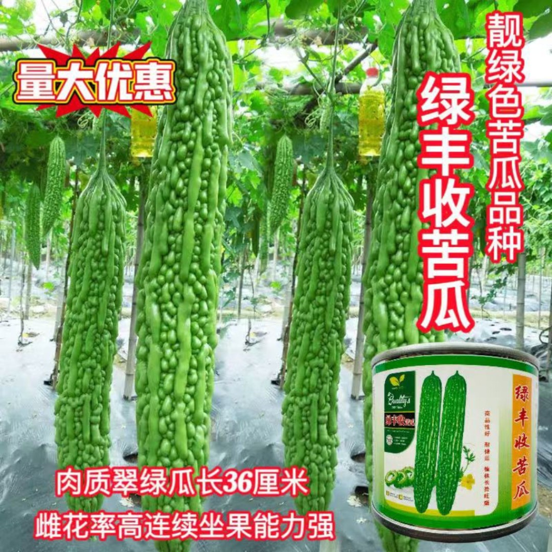 绿丰收苦瓜种子春播耐热抗病长棒型靓绿苦瓜种籽丰产耐储运菜籽种
