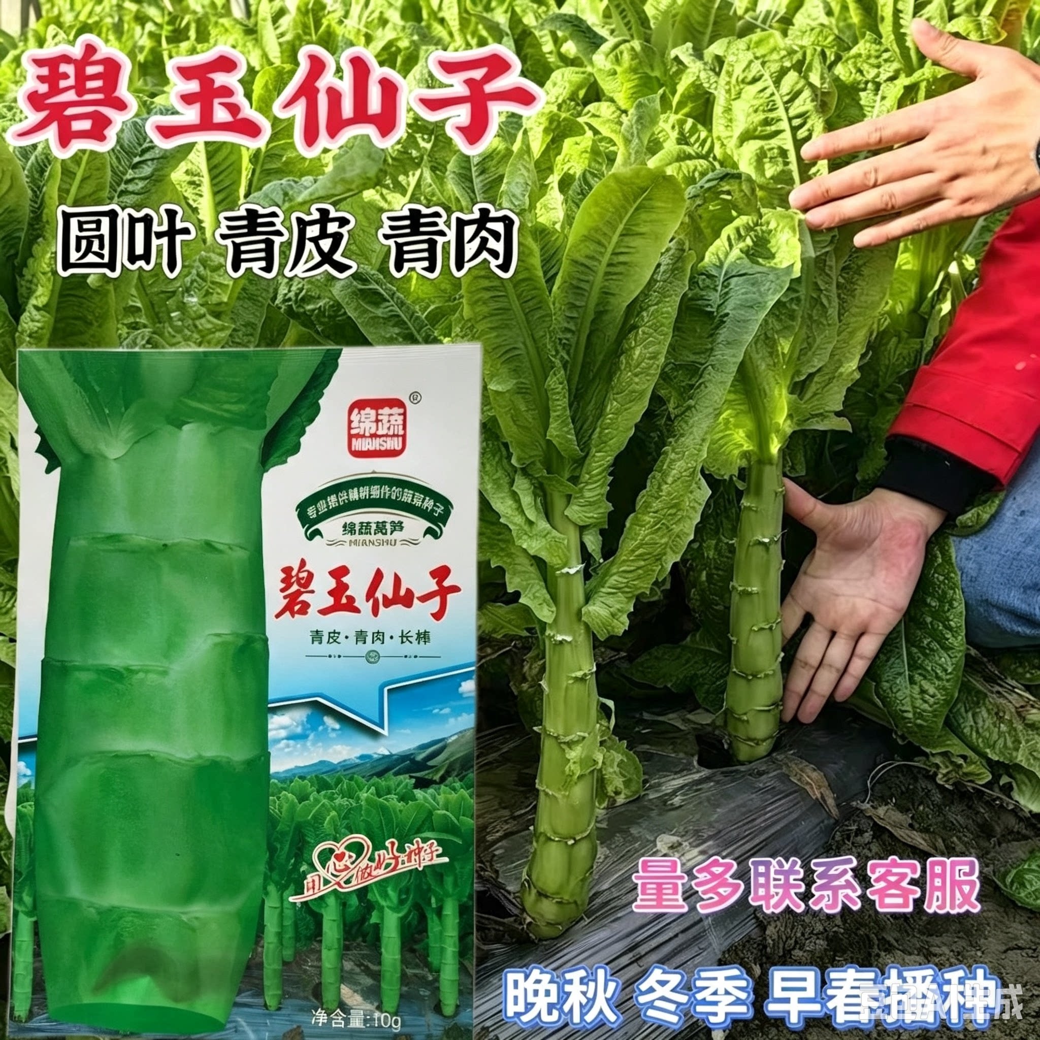 绵蔬碧玉仙子莴笋种子青皮青肉圆叶莴笋 耐热高产 菜园基地选用