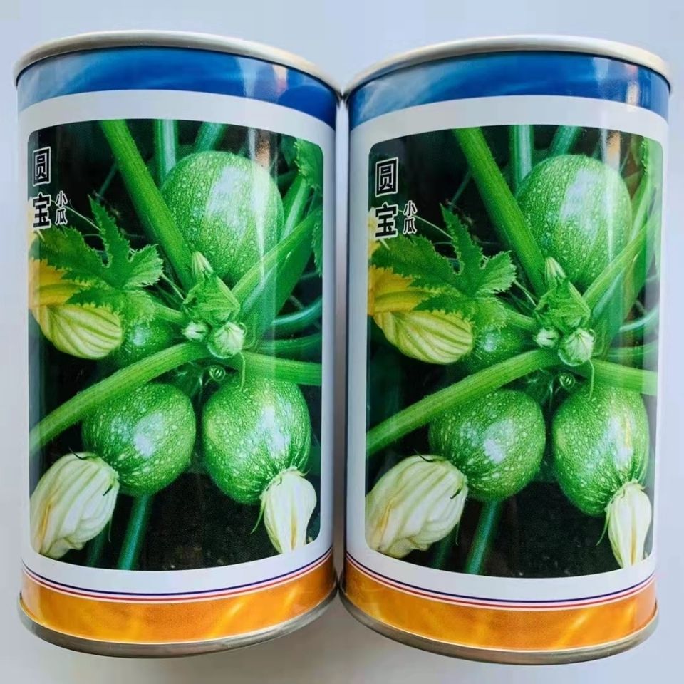 圆宝西葫芦种子中晚熟扁圆西葫芦种籽油绿圆瓜短蔓菜南瓜种籽高产