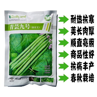 青芸九号金豆王青豆角种子四季豆种籽高产小金豆耐热春秋播蔬菜孑