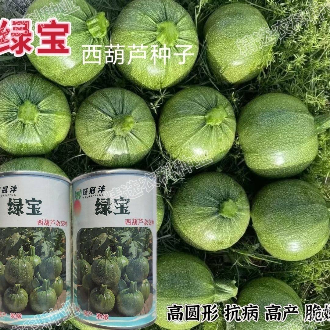 绿宝西葫芦种子早熟高产耐热耐寒青瓜种籽春秋播西葫芦种籽蔬菜种